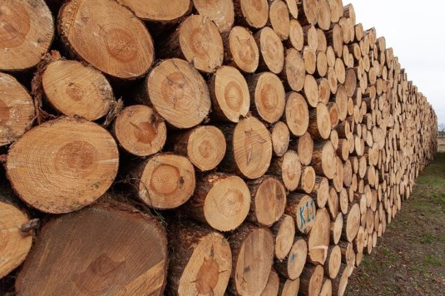 WoodFlow Análise: queda nas exportações de madeira em 2023