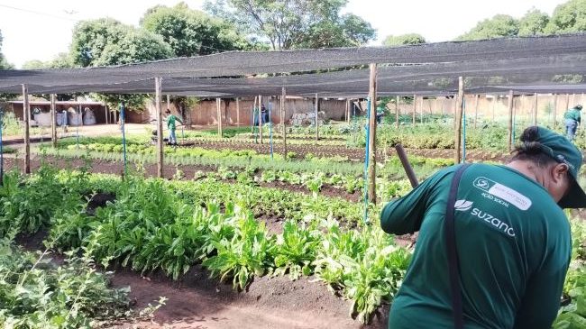 Com apoio da Suzano, o projeto de hortas urbanas contribui para capacitar mulheres em Três Lagoas (MS)