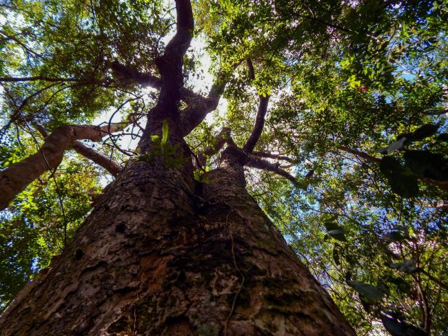Bracell é premiada com o selo prata da Ecovadis, em reconhecimento às suas práticas de ESG