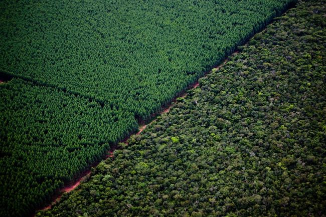 Suzano compra aproximadamente 70 mil hectares de terras no Mato Grosso do Sul por R$ 1,8 bilhão