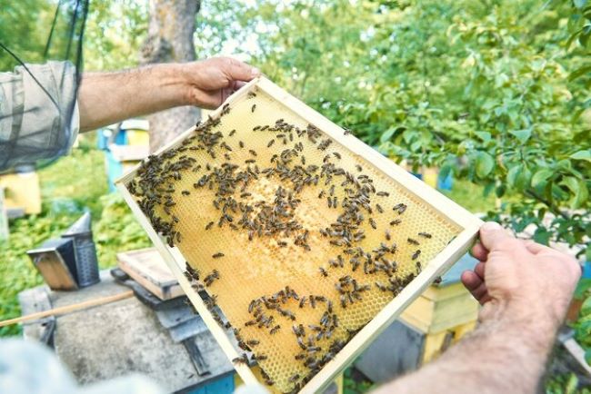 Projeto Verde Mel apresenta um livro com informações inéditas sobre os produtos das abelhas nativas