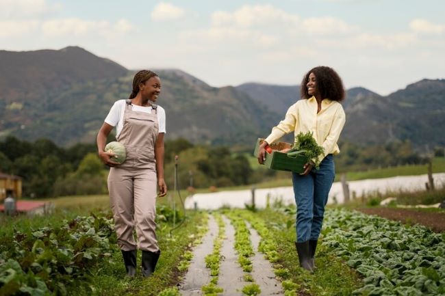 Com orientação do projeto ALI Rural, os pequenos produtores alcançam, em média, um aumento de 17% no faturamento