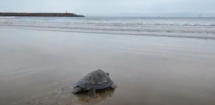 recém-inaugurado Centro de Reabilitação de Tartarugas Marinhas comemora a libertação da primeira tartaruga recuperada