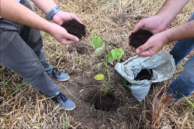 Neutralização de carbono continua a crescer no planeta