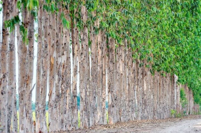 Pesquisadores do PCMF estão analisando e debatendo rede experimental relacionada ao Eucalyptus grandis