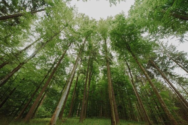 Aperam BioEnergia aumenta a capacidade de treinamento e reforça a segurança no campo ao triplicar o uso da realidade virtual