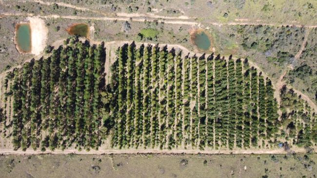 Startup democratiza práticas sustentáveis e de compensação de carbono, com ênfase na agricultura familiar