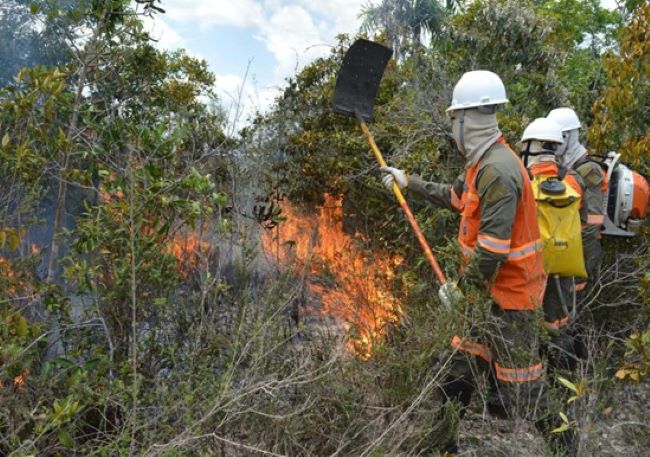 Programa Amigos da Floresta promove a conscientização sobre o combate a incêndios