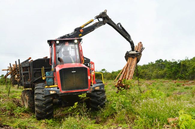 Senai e Bracell abrem inscrições para curso de formação profissional na área florestal na Bahia