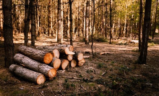 O FSC® adaptou-se para auxiliar empresas na conformidade com o Regulamento da UE sobre Produtos Livres de Desmatamento (EUDR)