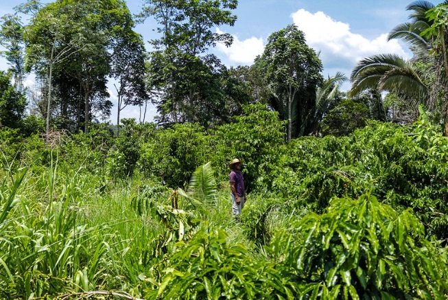 Reflorestamento integrado à agricultura familiar na Amazônia