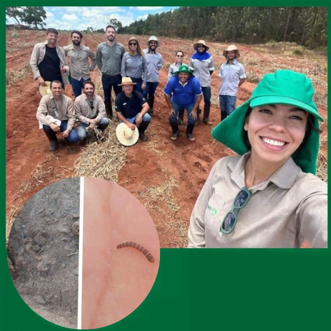 IPEF organiza uma visita de campo para abordar o manejo de lagartas elasmo