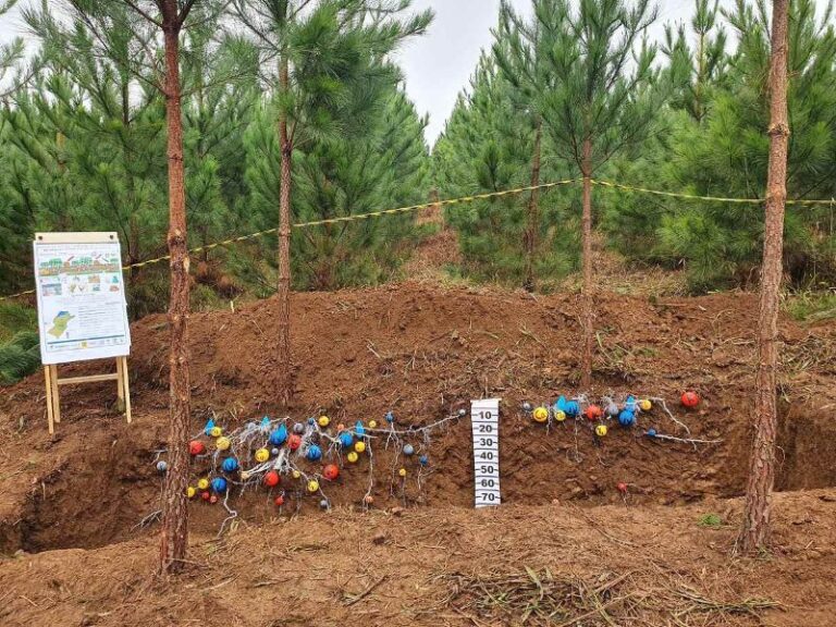 NOTA: Produtividade de Pinus taeda L. é analisada em um estudo que investiga os efeitos da omissão de nutrientes
