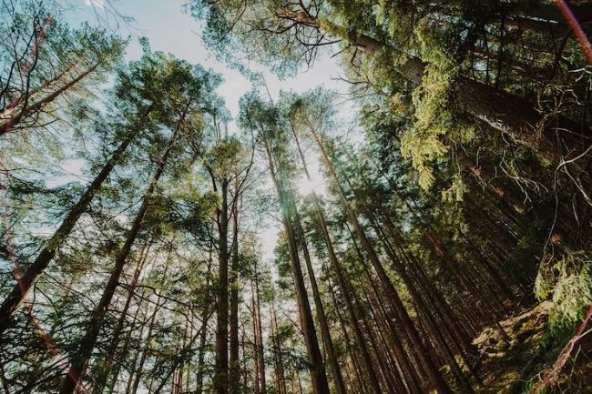 Eldorado Brasil cria ferramenta para aprimorar a experiência do colaborador