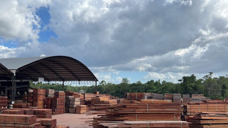 Dia Internacional da Floresta (21/03): Produção legal de madeira na Amazônia protege a floresta para o futuro