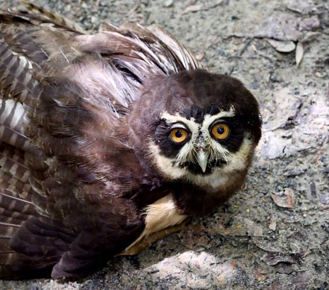 Espécie lendária coruja-murucututu, volta à natureza em reserva na Bahia