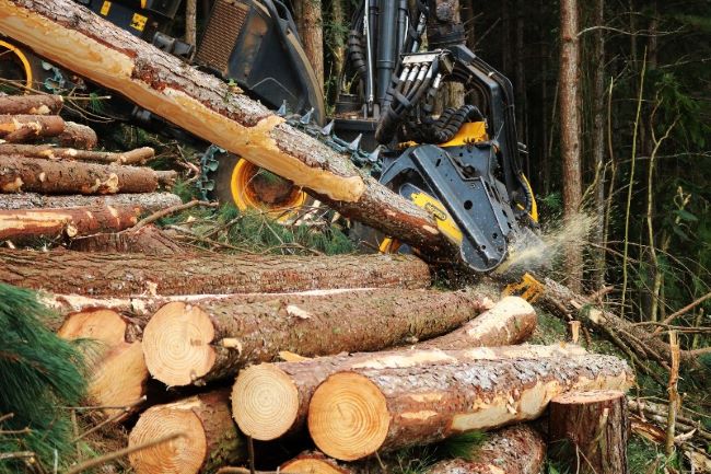 Mercado florestal busca aumentar a produtividade em resposta ao crescimento dos investimentos