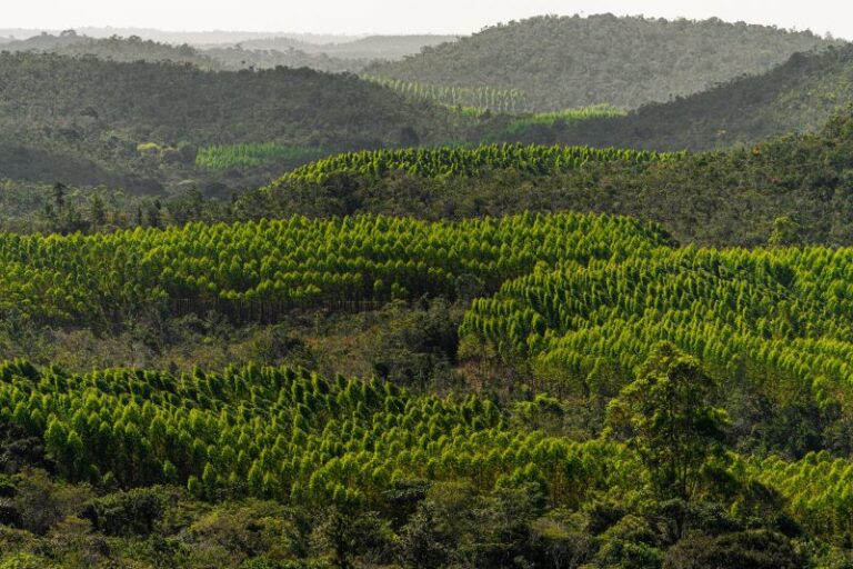 Bracell compromete-se com o governo de São Paulo para preservar 115 mil hectares de matas nativas