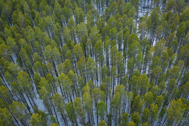 BNDES destina R$ 200 milhões para reflorestamento visando a produção sustentável de papel