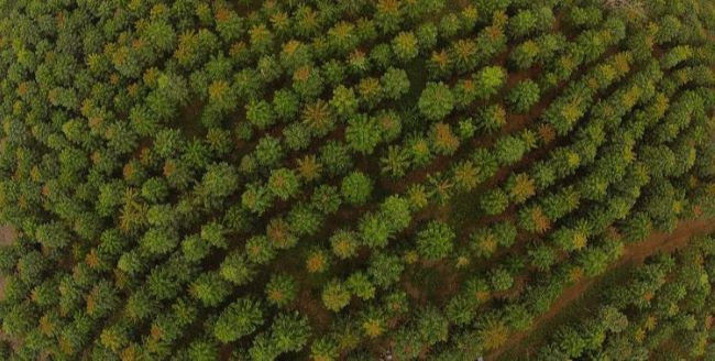 Projeção indica que a plantação de Mogno Africano pode gerar lucro superior a R$10 milhões a cada 6 hectares