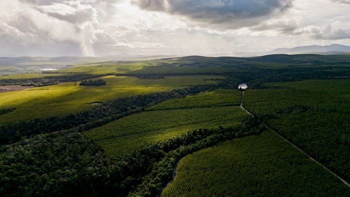 Fórum Florestal da Bahia implementa atualização na plataforma de monitoramento de uso e cobertura do solo