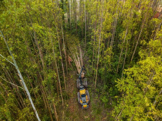 Desafios únicos, soluções sob medida: A contribuição da Harbunk Ponsse na colheita florestal