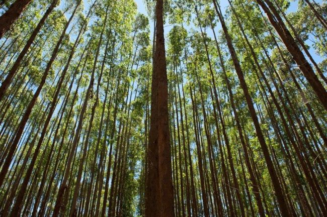 Suzano retira mais de 51 mil pessoas da pobreza em três anos