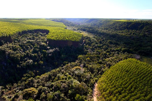 ABAF celebra 20 anos com o Governo da Bahia, marcando a construção do Plano Bahia Florestal 2033