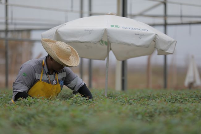 Suzano oferece curso gratuito de Ajudante Geral de Silvicultura em Três Lagoas (MS) com bolsas de R$ 750,00