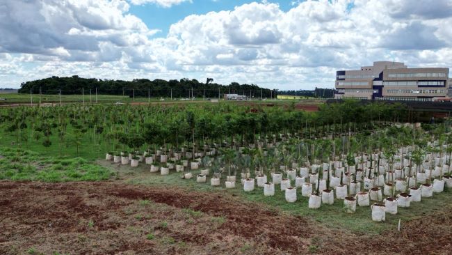 Plantio de 1.300 árvores cria corredor ecológico em parque tecnológico