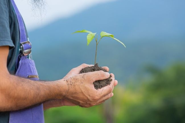 Em 10 anos, Ibá unificou e duplicou a presença global das árvores cultivadas