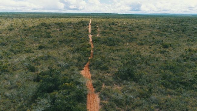 Nova área de soltura de animais silvestres contribui para proteção da biodiversidade na Bahia