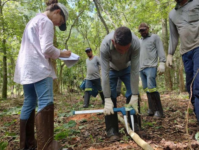 Parceiros do IPEF estudam impacto da silvicultura na dinâmica de carbono em plantios de restauração florestal