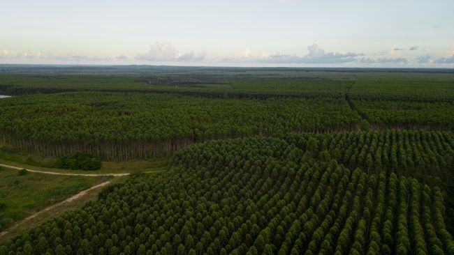 Veracel converte os resíduos de sua fábrica em adubo para futuros plantios de eucalipto