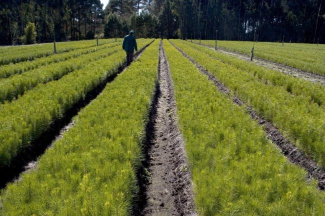 Câmara aprova a exclusão da silvicultura da lista de atividades potencialmente poluidoras