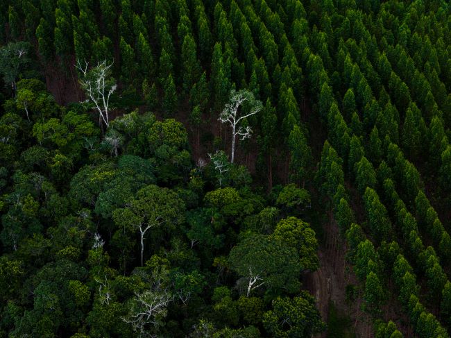 Bracell: comprometida com a conservação da biodiversidade