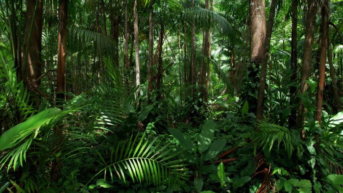FSC® Brasil celebra a verificação de 20 impactos ambientais