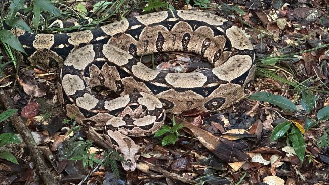 Novo habitat: Reserva da Bracell na Bahia recebe a soltura de 40 animais silvestres