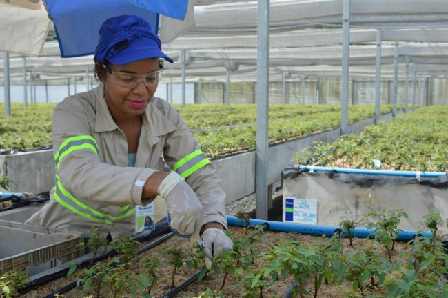 Bracell lançou uma websérie inédita detalhando desde o cultivo de mudas de eucalipto até a fabricação de celulose