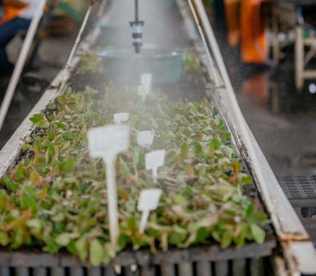 Veracel lança solução para aumentar produtividade de viveiro de mudas