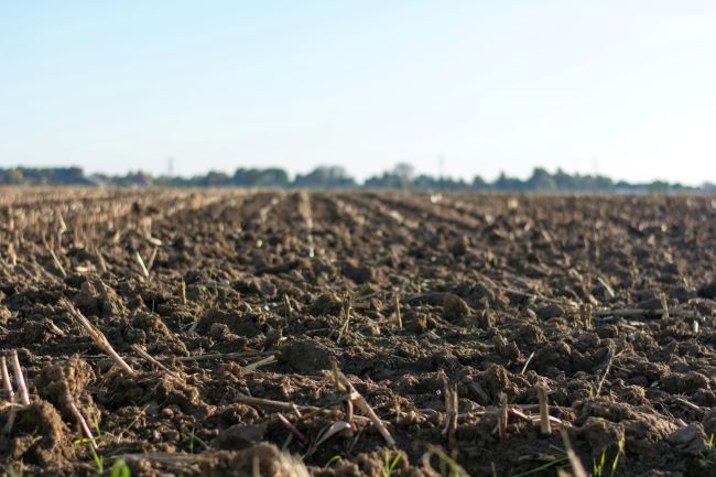 Relação entre solo e plantações florestais