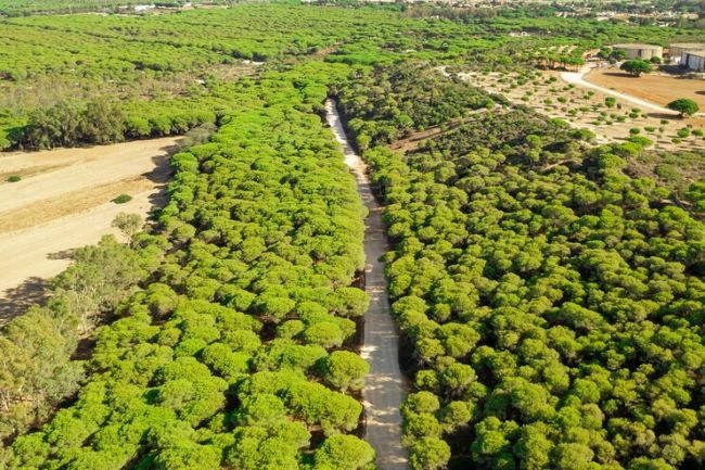 PCMF avança em projetos de melhoramento florestal
