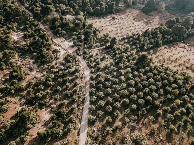 Ibá lança prêmio de jornalismo sobre árvores cultivadas e meio ambiente