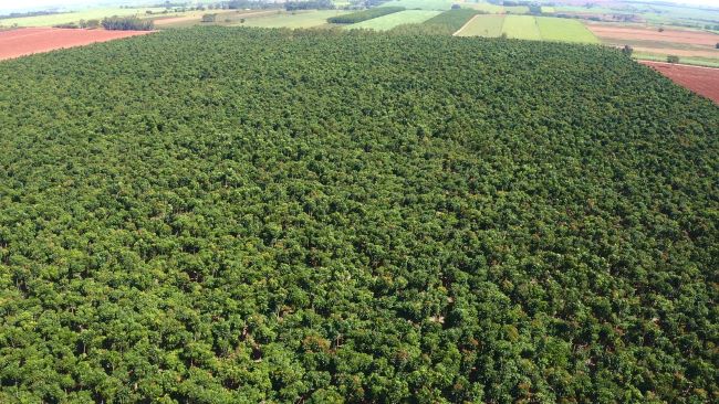 Ativo florestal atrai investimentos internacionais e movimentações milionárias
