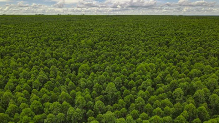 Eldorado Brasil abre inscrições para o Programa Semear, destinado a recém-formados no setor florestal