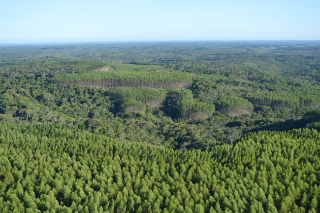 ConstruNordeste compensa suas emissões de carbono pelo segundo ano, em parceria com a ABAF