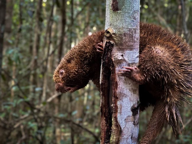 Espécie ameaçada de extinção e outros 31 animais silvestres são libertados em uma reserva na Bahia