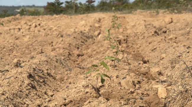 Valor das terras agrícolas no Brasil aumentou 108% em cinco anos
