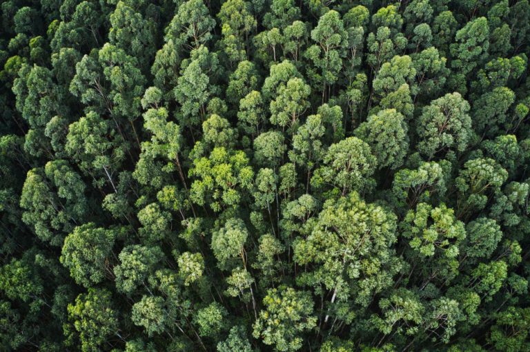 Relatório anual da Ibá confirma setor como potência econômica ambiental e social do Brasil