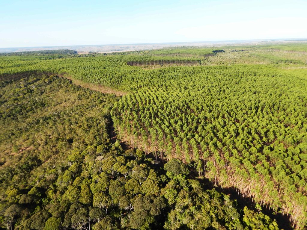 Bracell é reconhecida pela primeira vez no Prêmio Expressão de Ecologia